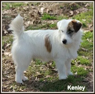 Fluffy Jack Russell puppy sitting