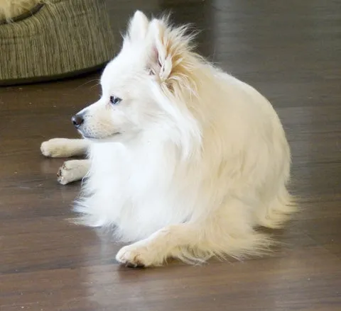 Fluffy Pomeranian sitting proudly with its thick double coat