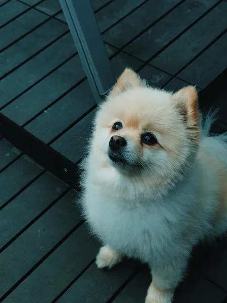Fluffy Pomeranian sitting upright, a small and spirited companion dog breed popular in Indian households