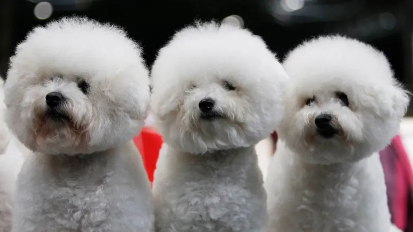 Fluffy white Bichon Frise, a charismatic and relatively hypoallergenic dog breed