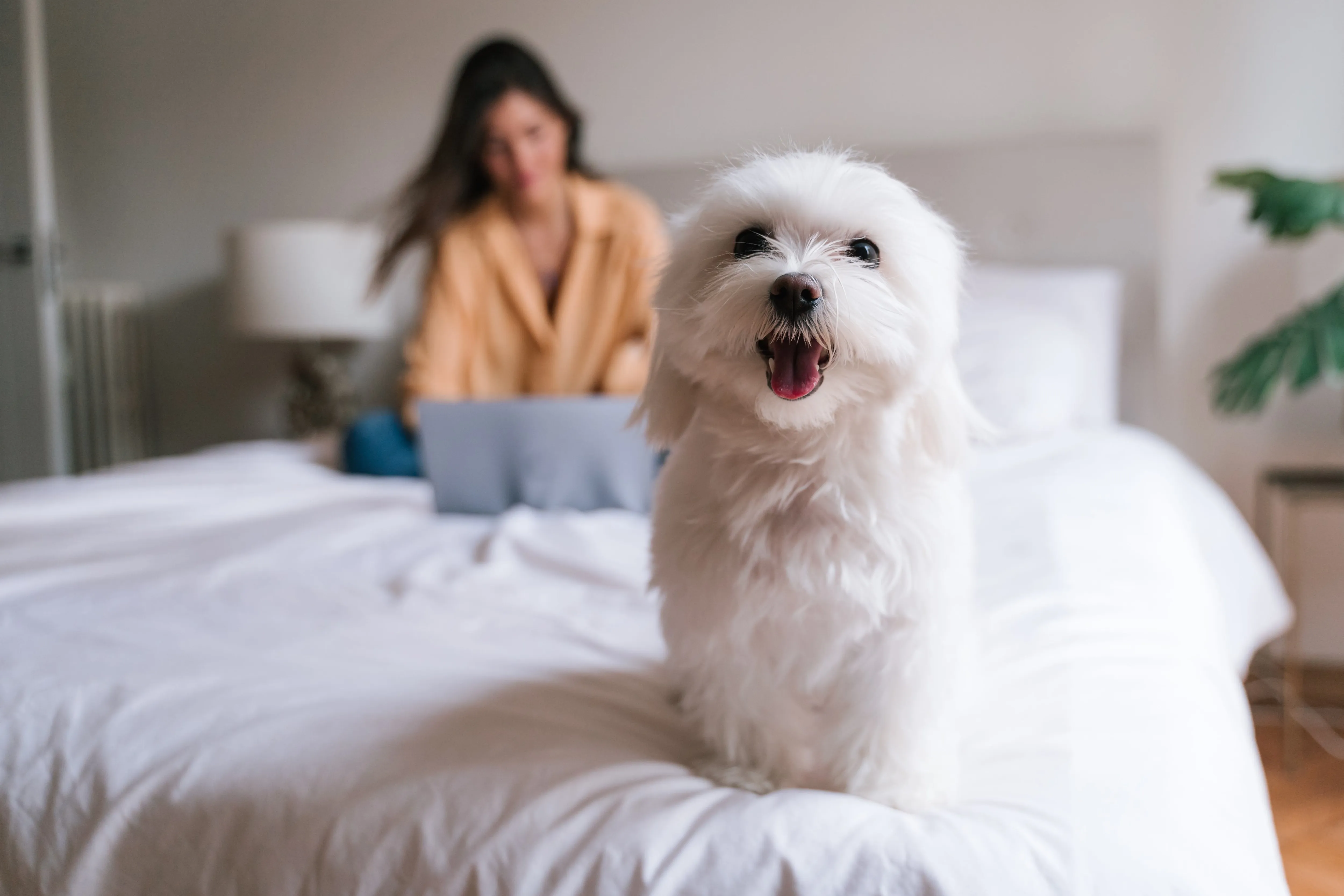 Fluffy white Maltese with long, flowing fur standing on a soft blanket