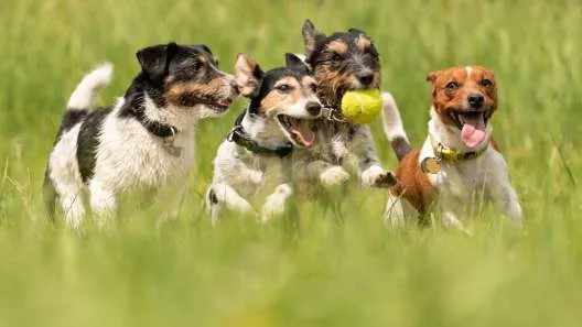 Four wire-haired Jack Russell Terriers running joyfully through a grassy field, depicting their high energy and playful nature