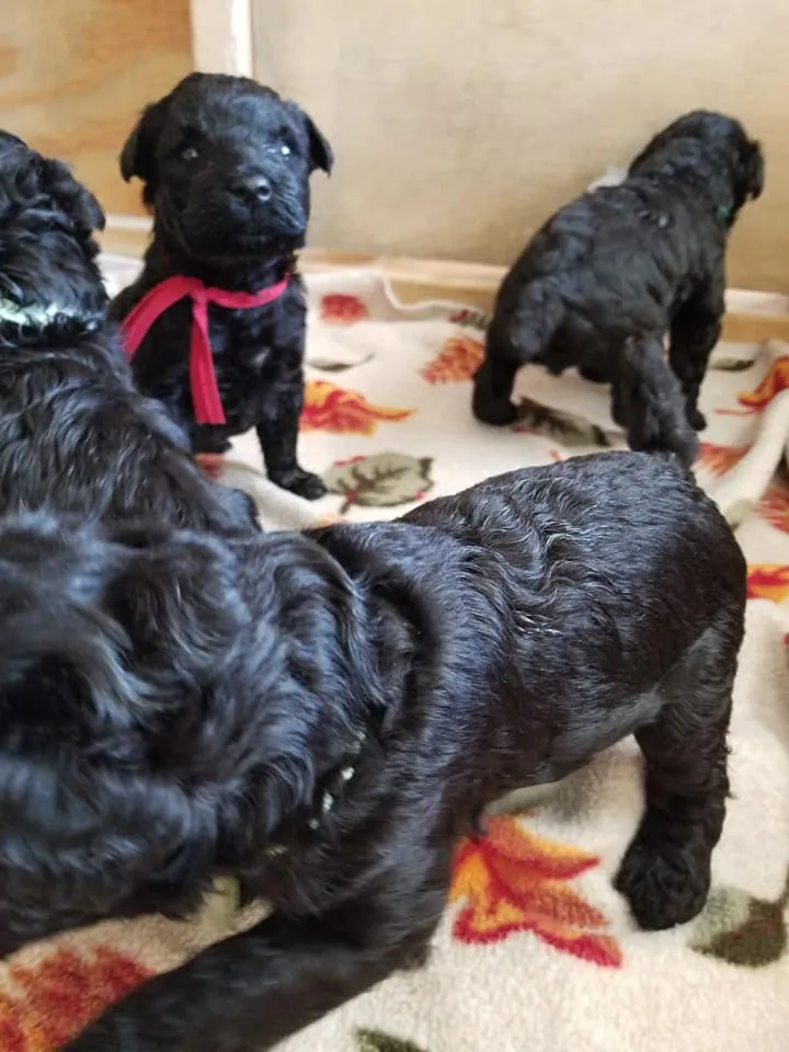 Four young Kerry Blue Terrier puppies are inside a wooden whelping box, resting on a soft autumn-themed blanket. One puppy in the foreground moves playfully, while another, wearing a red ribbon, gazes curiously at the camera with bright eyes. Another pup stands in the background, exploring its surroundings. The warm sunlight streaming in through a nearby window casts a gentle glow over the scene, highlighting the puppies’ wavy black coats. The natural light enhances the cozy, nurturing environment, emphasizing their early development in a safe and comfortable space. The setting reflects responsible breeding with attention to early socialization.