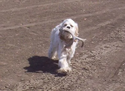 Frankie Shed Hunting
