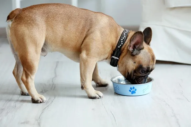 French Bulldog eating from a bowl at home.