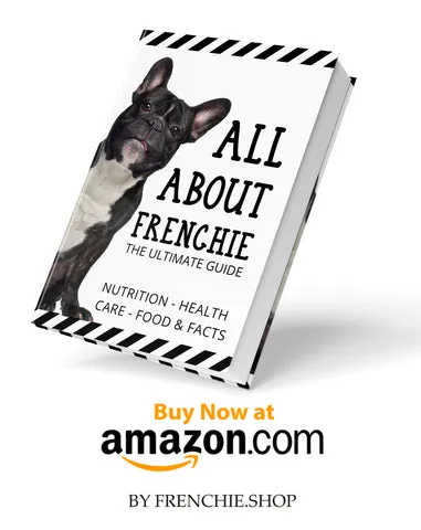 French Bulldog enjoying a carrot
