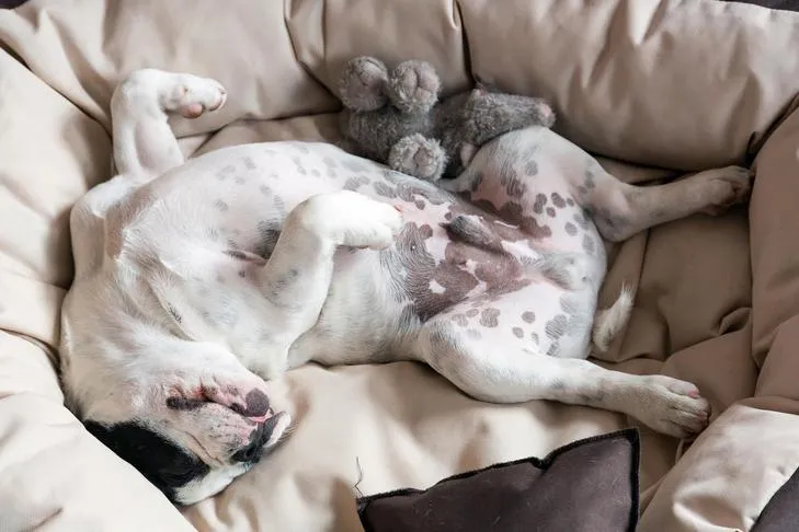 French Bulldog enjoying a peaceful sleep on its back in a heated dog bed, perfect for short-coated breeds