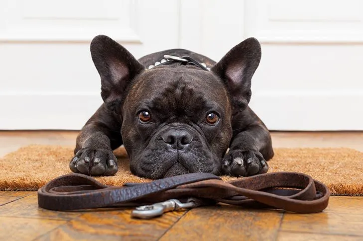 French Bulldog laying next to a leash at the door waiting to be walked.