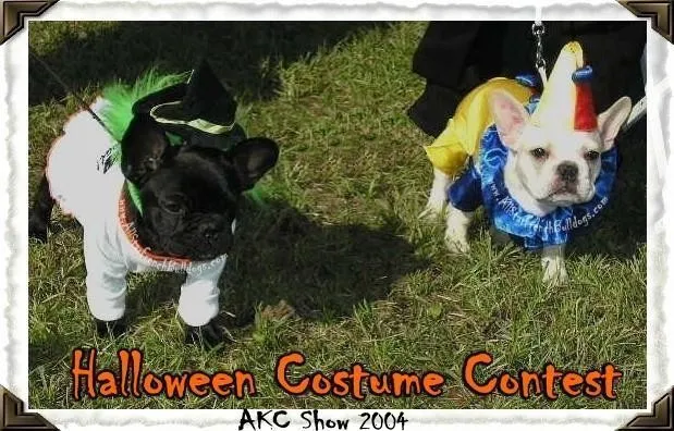 French Bulldog looking at the camera