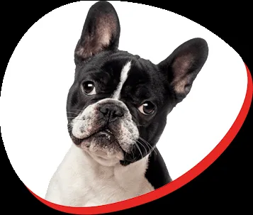 French Bulldog puppies playing in a clean indoor environment
