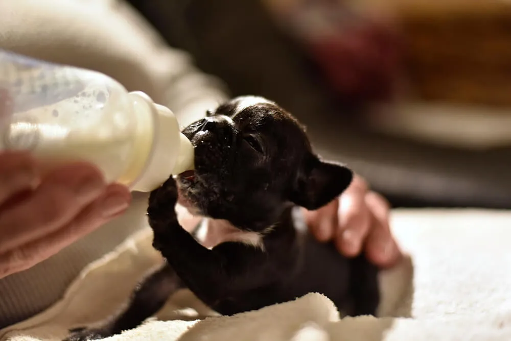 French Bulldog puppy eating from a bowl.