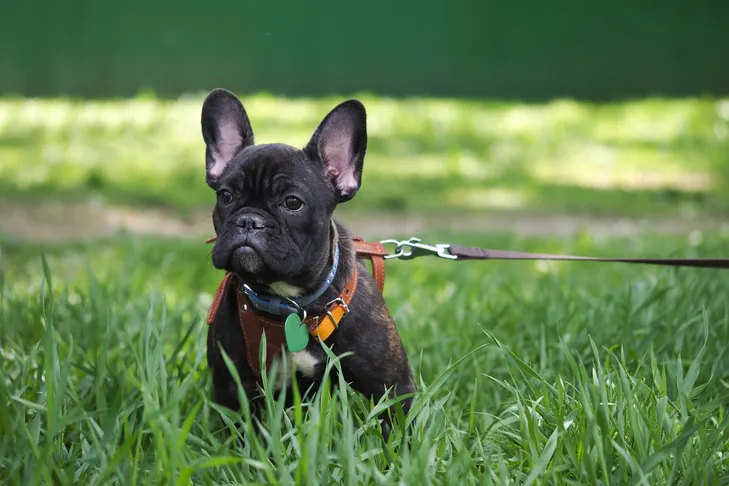 French bulldog puppy in a harness sitting in tall green grass on a leash for a walk.