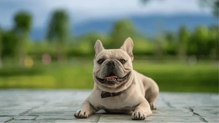 French Bulldog puppy sitting attentively