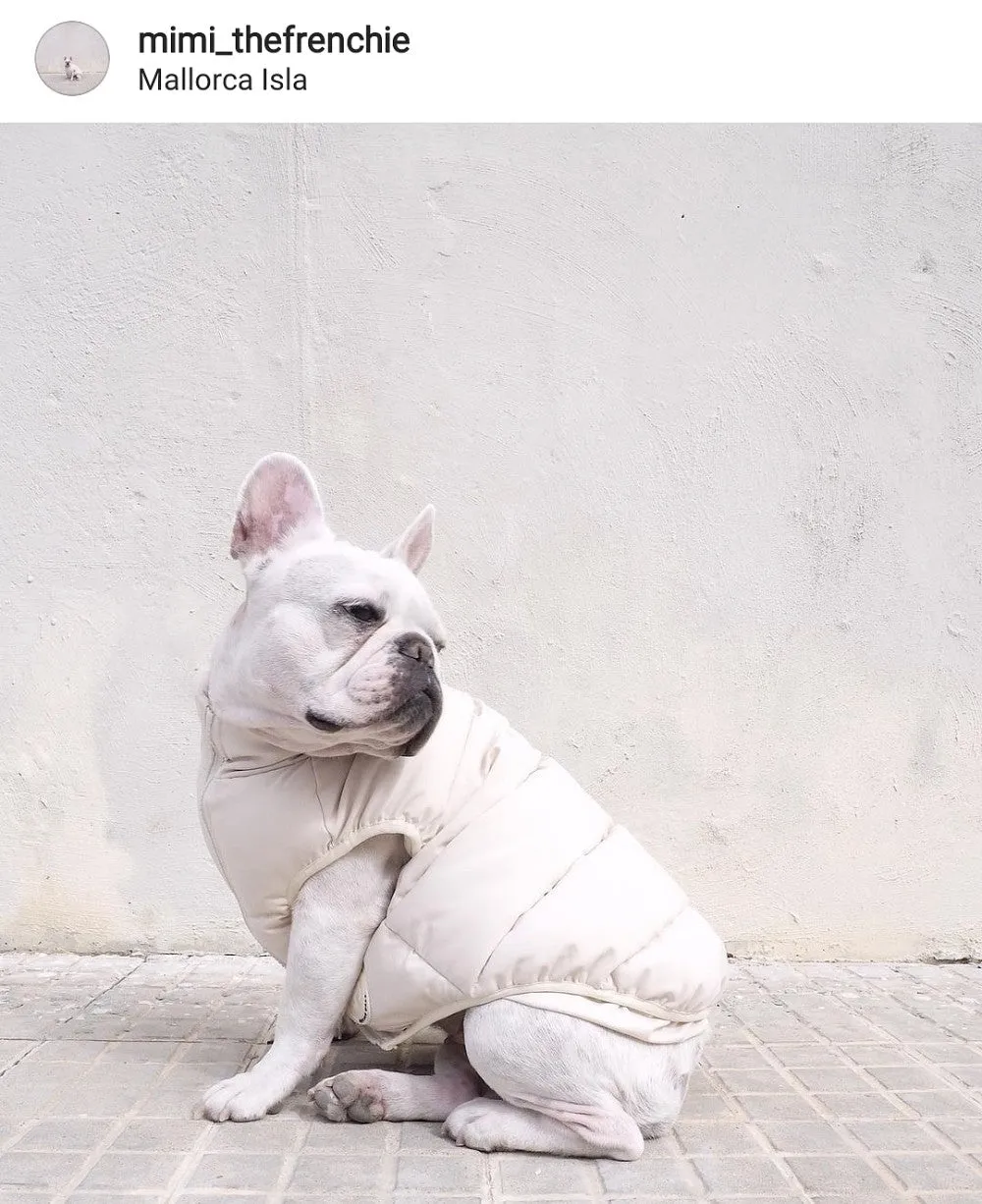 French Bulldog wearing a warm cream puffer jacket for cold weather