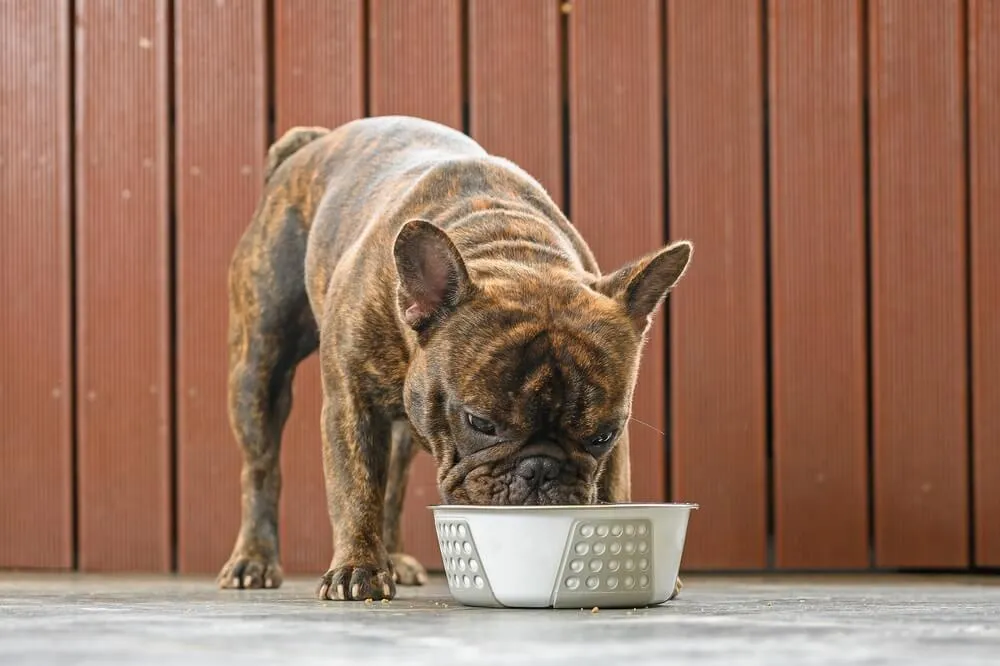 French Bulldog with a determined expression, looking at the camera.