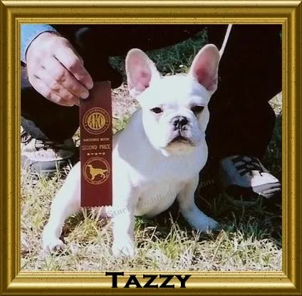 French Bulldog with ribbons