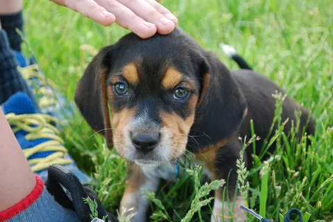 Friendly Beagle with floppy ears looking inquisitive