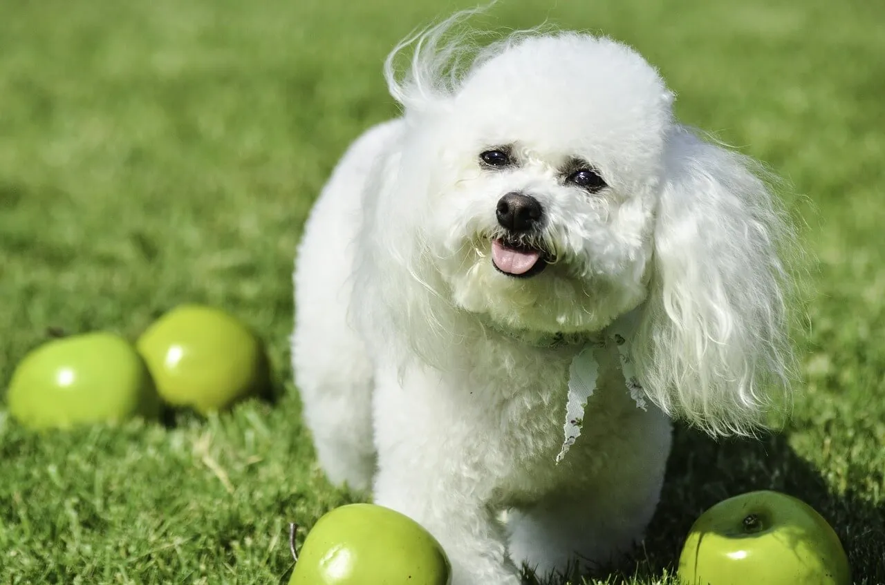 Friendly Bichon Frise