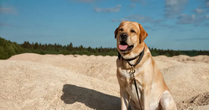 Friendly Labrador Retriever puppy sitting playfully