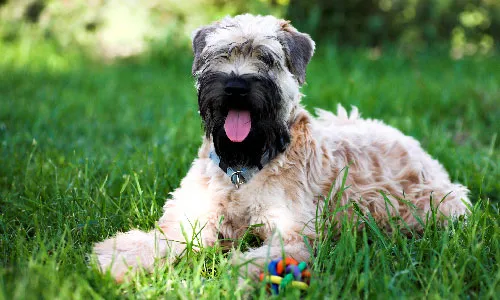 Friendly Soft Coated Wheaten Terrier with a soft wavy coat