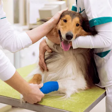 Friendly vet examining a dog