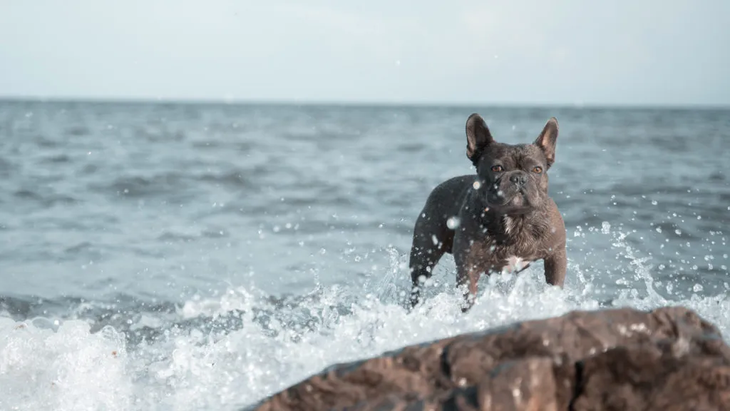 Fuli, a blue French Bulldog, standing on a rock with waves coming in and splashing on the rocks behind him