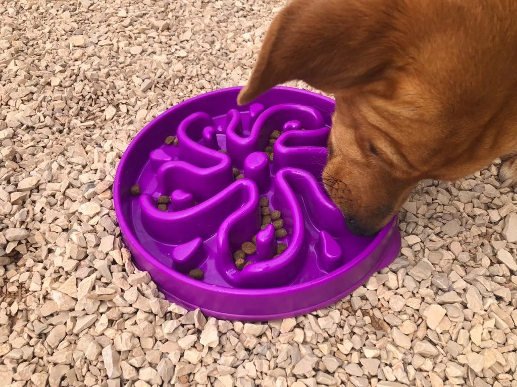 Gau Gau, a shelter dog, actively engaging with the Outward Hound Fun Feeder slow bowl