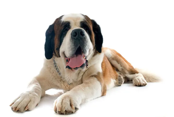 Gentle Saint Bernard with a characteristic wrinkled brow, a large and friendly dog breed loved in India