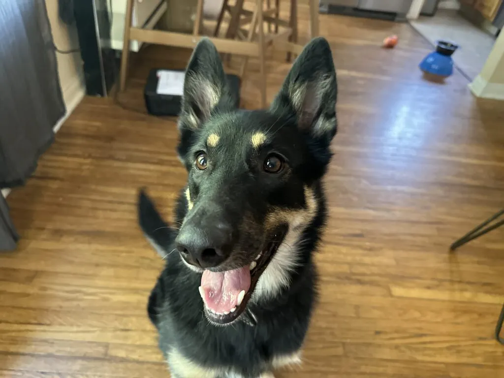 German Shepherd Border Collie mix, Moody, calmly sitting next to a dog trainer during a session to learn how to stop dogs jumping up at strangers