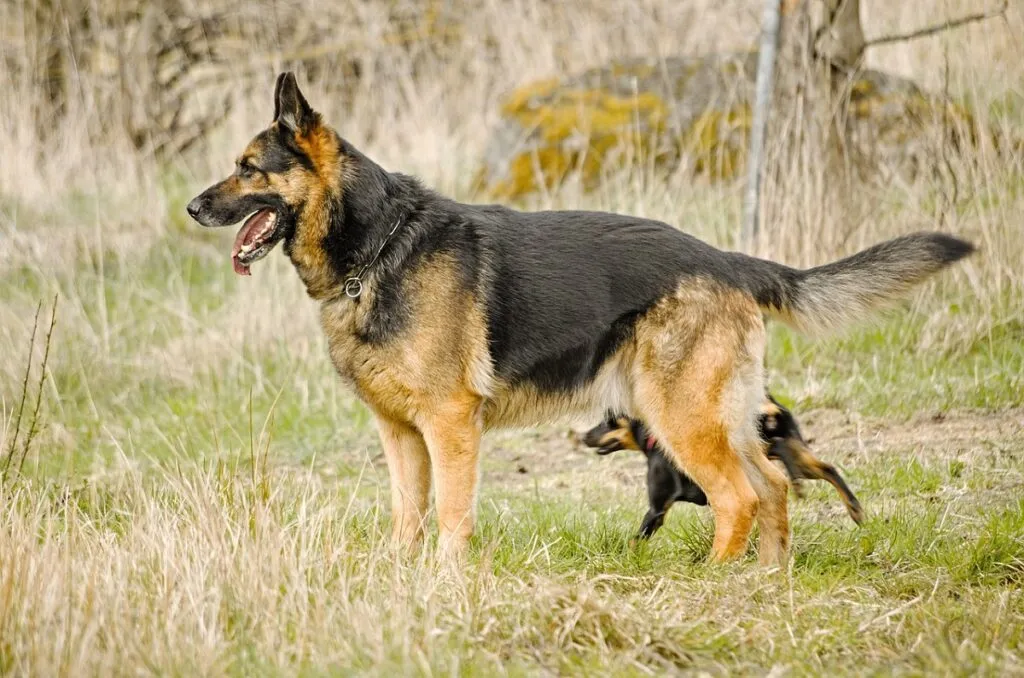 German Shepherd Dog looking alert