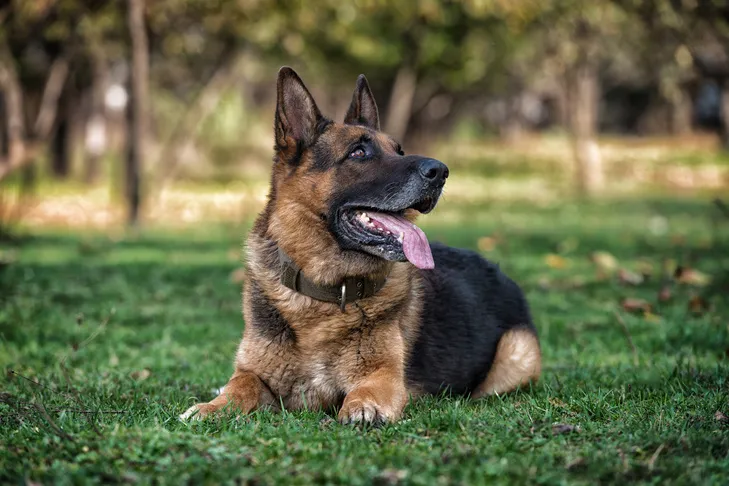 German Shepherd Dog lying down outdoors in the grass looking up, demonstrating their attentiveness.