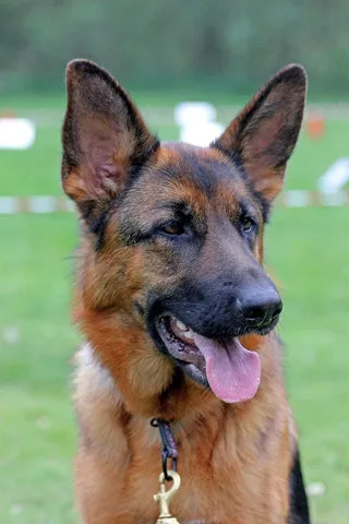 German Shepherd dog standing alertly outdoors in a field