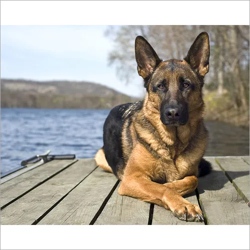 German Shepherd dog