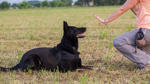 German Shepherd in a down position