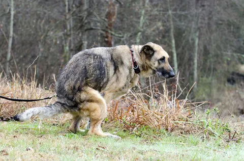 German Shepherd outdoors