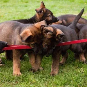 German Shepherd puppies playing with a tug toy