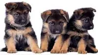 German Shepherd puppy for sale in bangalore, German Shepherd adoption bangalore, German Shepherd dog adoption for free