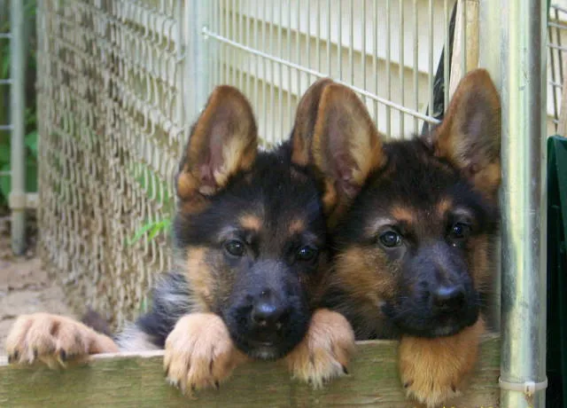 German Shepherd puppy playing