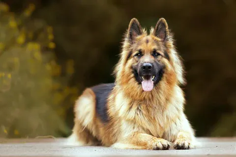 German Shepherd puppy price in India