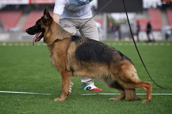 German Shepherd standard