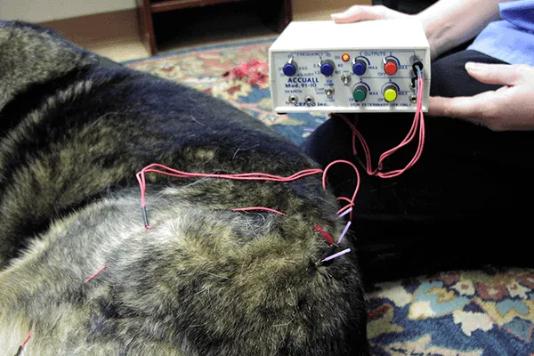 German Shepherd undergoing electroacupuncture, a complementary therapy for managing pain in dogs with bad hips, alongside conventional medicine.