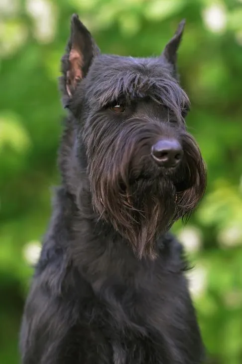 Giant Schnauzer head portrait outdoors, emphasizing its intelligent expression and distinctive wiry, low-shedding coat.