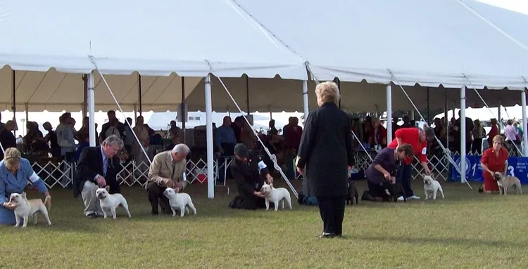 Gizmo in line during a dog show competition