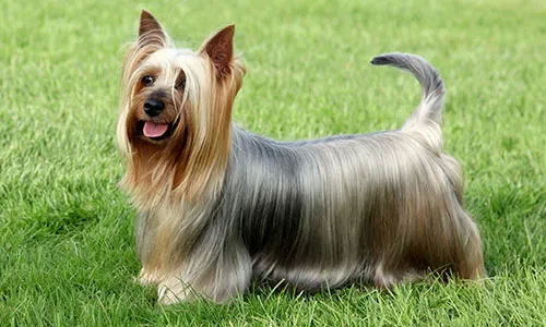 Glamorous Australian Silky Terrier, a true terrier in a toy package