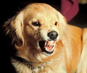 Golden Retriever dog looking alert