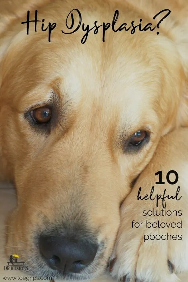 Golden Retriever dog