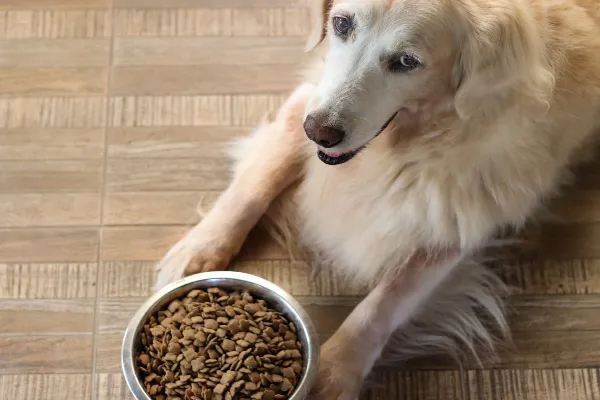 Golden Retriever eating a veterinarian-recommended low-fat diet for pancreatitis
