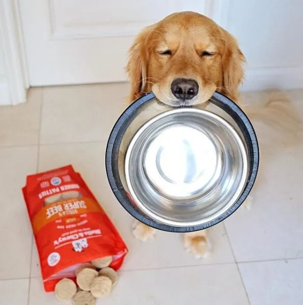 golden retriever eating stella & chewys freeze dried raw super beef dinner patties for dogs