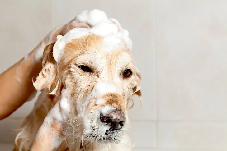Golden Retriever enjoying a bath, illustrating effective shampooing for double-coated dog breeds.