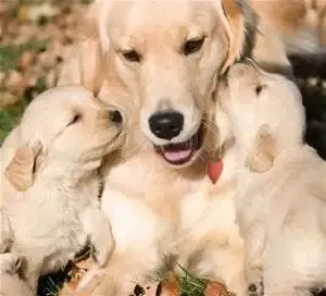Golden Retriever mother with puppies
